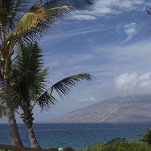 Palm Trees Near Kalama Beach Park, West Maui Mountains In Background; Kihei, Maui, Hawaii, United States Of America