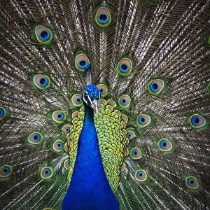 Peacock Displaying; Victoria, British Columbia, Canada