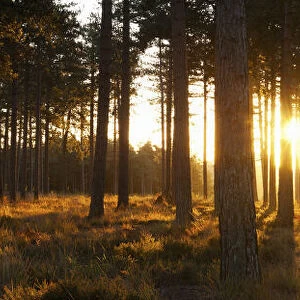 Pine Forest at Sunset, Near Wareham, Dorset, England