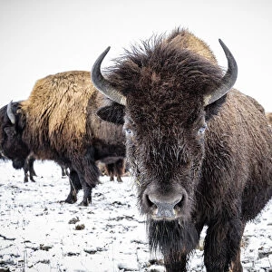 Plains Bison in snow