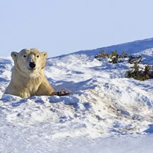 Polar Bear (Ursus Maritimus) In Wapusk National Park; Churchill, Manitoba, Canada