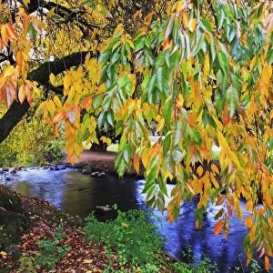 Portland, Oregon, United States Of America; Autumn Colors Along Johnson Creek At Westmorland Park