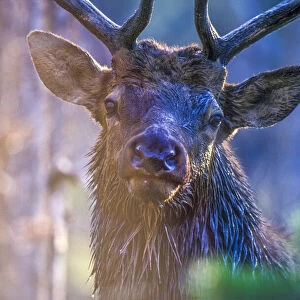 Portrait of a bull elk in the morning light with wet fur, YNP, Wyoming, USA