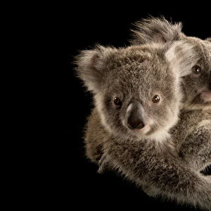 Portrait of two Koala Joeys