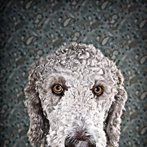 Portrait of a parti poodle against a wall papered background; Studio Shot