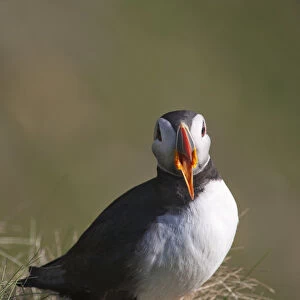 A Puffin With Its Beak Open; Shetland, Scotland
