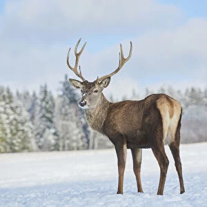 Red deer on snow, Cervus elapses, Bavaria, Germany