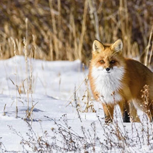 Red Fox in the Rocky Mountains, Colorado, USA