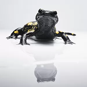 Salamander (Caudata) With Its Reflection On A White Surface; Tarifa, Cadiz, Andalusia, Spain
