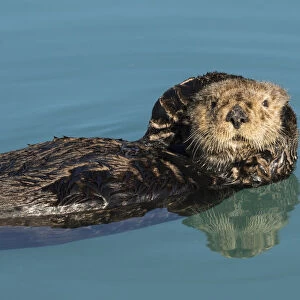 Sea Otter (Enhydra Lutris) In Seward Small Boat Harbor, South-Central Alaska; Seward, Alaska, United States Of America