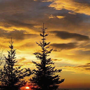 Silhouette Of Two Evergreen Trees With Dramatic Colourful Clouds With Sunrise; Calgary, Alberta, Canada
