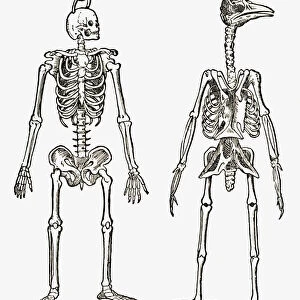 Skeletons Of A Man And A Bird Drawn To The Same Scale. From The Strand Magazine Published 1897