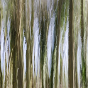 Slow Shutter Speed Of Trees In A Wood; Otford, Kent, England