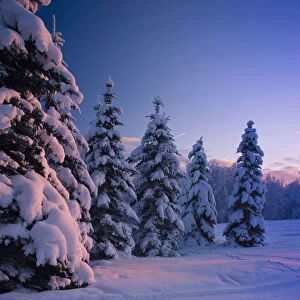 Snow Covered Spruce Trees At Sunset With Pink Alpenglow During Winter, Russian Jack Park, Anchorage, Southcentral Alaska, Usa