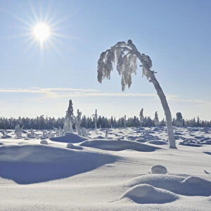 Snow Covered Tree with Sun, Nissi, Northern Ostrobothnia, Finland