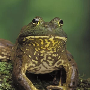 Tk0657, Thomas Kitchin; American Bullfrog. North America. Rana Catesbeiana