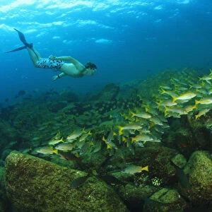 A Tourist Swimming With A School Of Fish Underwater At Los Islotes National Marine Park Espiritu Santo Island; La Paz Baja California Mexico