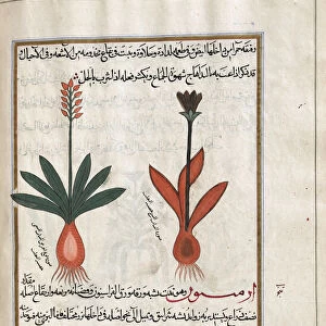 Unidentified plants. After an illustration by Mirza Baqir in a 19th century Iranian book of Greek physician and botanist Pedanius Dioscoridess 1st century AD work De Materia Medica