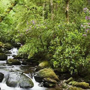 Water Flowing Down A River Surrounded By Lush Trees Near Torc Waterfall; Killarney, County Kerry, Ireland
