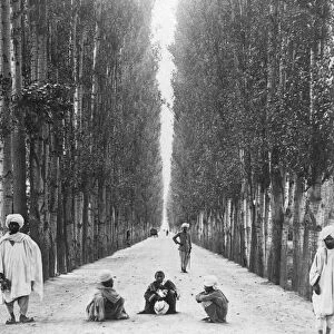 Wayfarers on a straight 30 mile road lined with stately poplars, Baramulla to Kashmir, Victorian stereoview card circa 1900; India