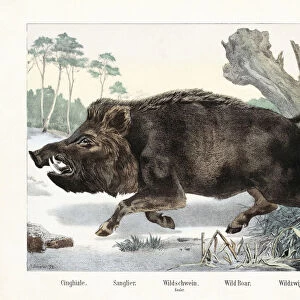 A Wild Boar. After a 19th century print