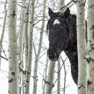 Wild Horse In A Snowstorm; Turner Valley, Alberta, Canada