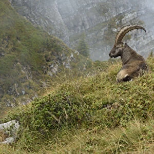 Alpine Ibex (Capra ibex) male resting at edge of cliff, Valais Alps, Switzerland
