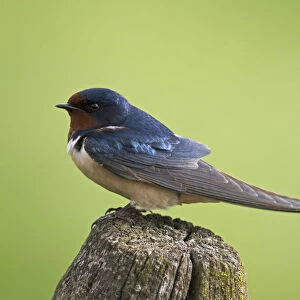 Barn Swallow (Hirundo rustica) perched on a pale, The Netherlands