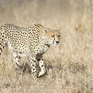 Cheetah (Acinonyx jubatus) starting a hunt, South Africa, Mpumalanga