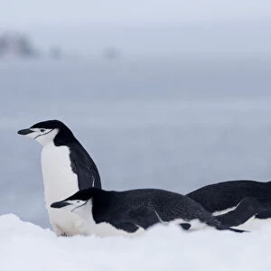Three Chinstrap Penguins (Pygoscelis antarcticus) resting, Half Moon Island, Antarctica