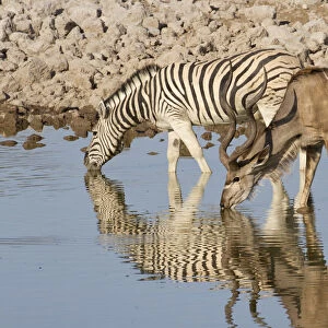 Greater kudu (Tragelaphus stepsiceros) stag and Burchellaes Zebra (Equus quagga burchellii