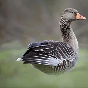 Greylag Goose (Anser anser), Kassel, Hessen, Germany