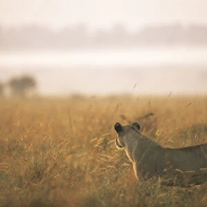 Lioness (Panthera leo) on alert at dawn, Kenya, Masai Mara National Reserve