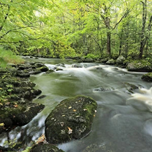 Mickey Hill Creek flowing through deciduous forest, Nova Scotia, Canada