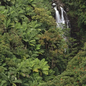 Native and exotic rainforest vegetation in Nanue River Valley, Hawaii