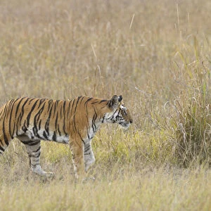 a Tigress (Panthera tigris) is walking through an open field covered with high grass