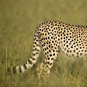 Young cheetah (Acinonyx jubatus) on savanna, Kenya, Masai Mara National Reserve