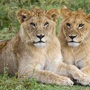 Two young male Lions (Panthera leo) laying in grass, Tanzania, Serengeti