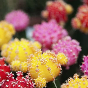 Cactus, Close up shot of multi coloured cactii