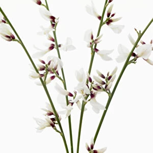 genista monosperma, white broom