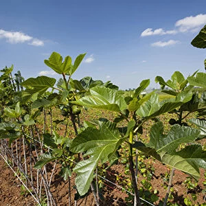 Greece, Makedonia, Young Fig Trees