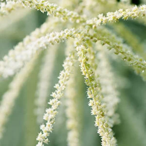 Himalayan Knotweed, Persicaria wallichii, Close view of the long strands of the flowers