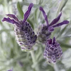 Lavender, French lavender, Lavandula stoechas