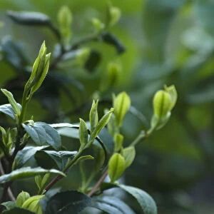 Tea plant, Camellia sinensis, Tips of the Tea plant which are the parts commonly used to