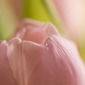 Tulip, Tulipa, Tip of a pink flwer with a droplet of water