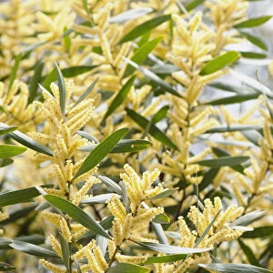 Wattle - Golden wattle, Acacia longifolia