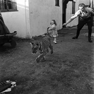 Alexis Kerr with tiger cub. Decemeber 1952 C6025-002