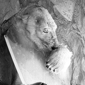 Animals - Bears - Polar. Sabrina the polar bear gets cold comfort from a chunk of ice