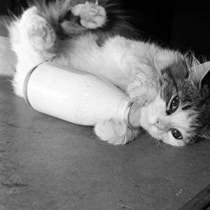 Animals Cats January 1960 This five month old kitten Josephine, likes a milk bottle