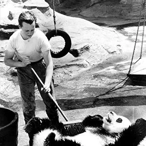 Animals Humour Panda Chi Chi july 1978 Chi Chi the panda at London Zoo gets a scrub